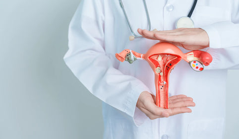 Médico exibindo o sistema reprodutor feminino para conversar sobre endometriose e seus sintomas e tratamentos